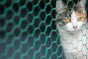 Mallas metálicas para mascotas: Seguridad y comodidad