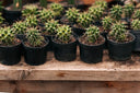 Naturaleza en miniatura: Cactus decorativos para espacios pequeños