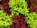 Semi biologici per coltivare la lattuga romana nel tuo giardino