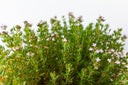 Plantas aromáticas: Deliciosas fragancias para tu jardín y tu hogar