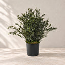 Plantas y árboles preservados