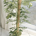 Tutor coco natural 1,2 M