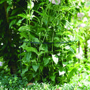 Tutore di supporto Chelsea 45x100 cm verde nordico