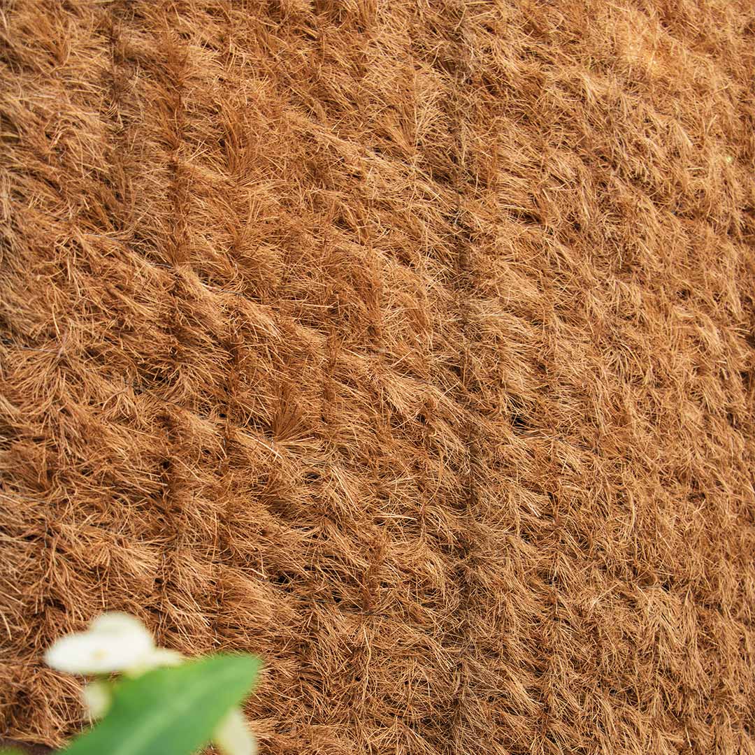 HEDGE WITH NATURAL COCONUT COCONATUR 