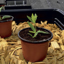 Set di 20 vasi Plastpot 7cm ø