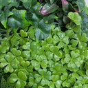 Rotolo da giardino verticale Costa 100 x 100 cm nortene