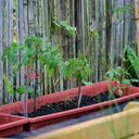 Pack 25 clips para tomateras tomatoclip 4.5x6.2 cm rojo nortene