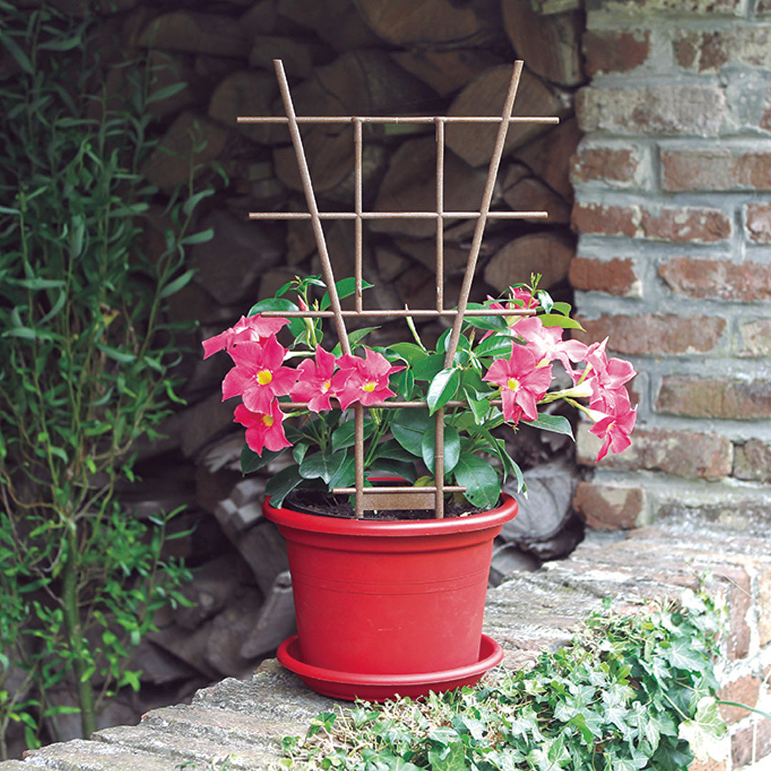 Tutore per traliccio Echelle 50 cm marrone settentrionale