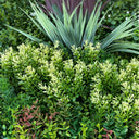 Jardín vertical grazing 100 x 100 cm nortene