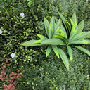 Jardín vertical grazing 100 x 100 cm nortene