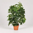 Pianta artificiale Cheflera 65 cm