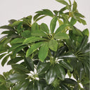 Pianta artificiale Cheflera 65 cm