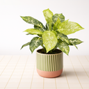 Planta artificial Calatea Luisae 49 cm Nortene
