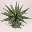 Pianta di agave artificiale 73 cm