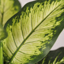 Plante artificielle en forme de patte d'éléphant, 150 cm