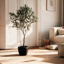 OLIVO DECORATIVO