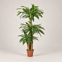 Pianta artificiale Dracaena 145 cm