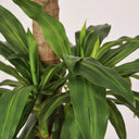 Planta artificial drácena 145 cm