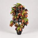 Croton 140 cm nortene