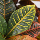 Croton 140 cm nortene
