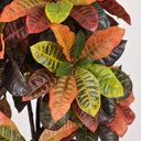 Croton 140 cm nortene