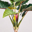 Planta artificial arco-íris 170 cm norte