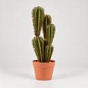 Cactus artificiale euphorbia suzannae 57,5 ​​cm nortene