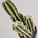 Cactus castillo de hadas 62 cm nortene