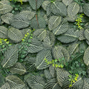 Jardín vertical fresno 50x50 cm verde nortene