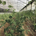 Rete zincata per compost 2x5 m nortene