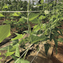Rete zincata per compost 2x5 m nortene