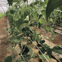 Rete zincata per compost 2x5 m nortene