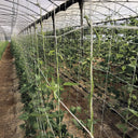 Rete zincata per compost 2x5 m nortene