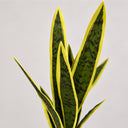 Planta artificial lengua de tigre 45 cm nortene