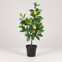 Planta artificial limonero 70 cm nortene