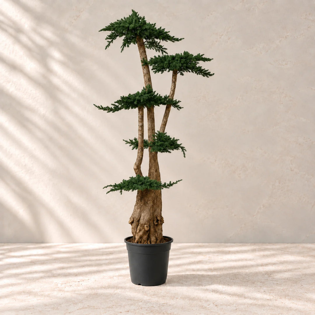 Árbol preservado juniperus 160 cm