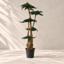 Árbol preservado juniperus 160 cm