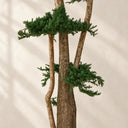Árbol preservado juniperus 160 cm