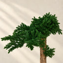 Árbol preservado juniperus 160 cm