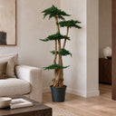Árbol preservado juniperus 160 cm