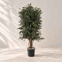 Albero parvifolia conservato 130 cm