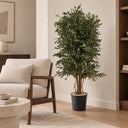 Albero parvifolia conservato 130 cm