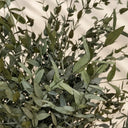 Albero parvifolia conservato 130 cm