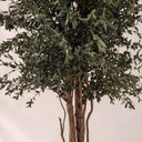Albero parvifolia conservato 130 cm