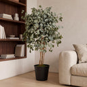Populus conservato 130 cm