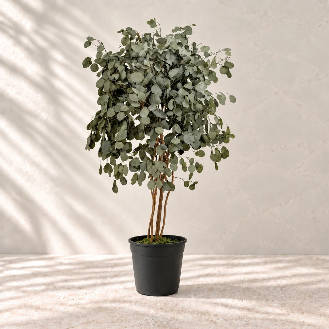 Populus conservato 130 cm