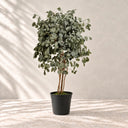 Populus conservato 130 cm