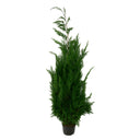 Albero conservato Stardust 160-180 cm