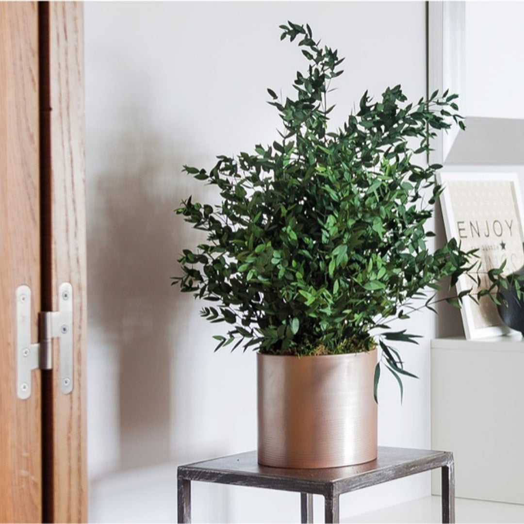 Pianta conservata Parvifolia 70 cm