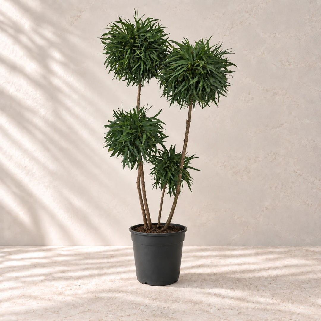 Planta preservada Eucalyptus verde Nortene